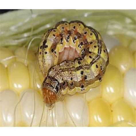 Larva de Helicoverpa zea y daños en fruto