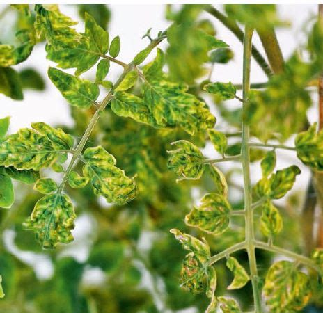 Hoja de tomate con síntomas de virus del enrollamiento amarillo