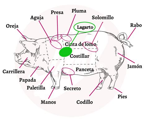 Ubicación del lagarto ibérico en el cerdo