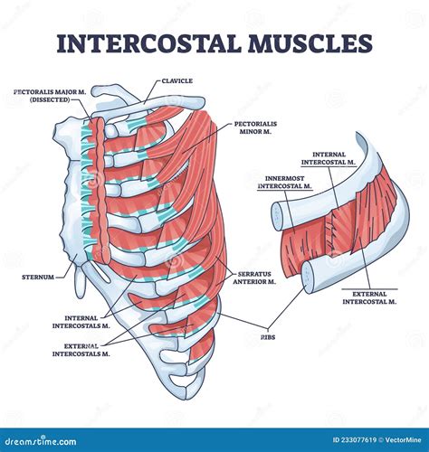 Anatomía de las costillas y músculos intercostales