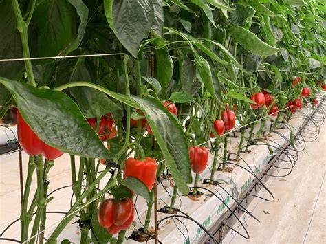 Plantas de pimiento en un invernadero