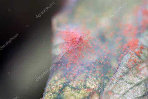 Araña roja sobre una hoja de tomate