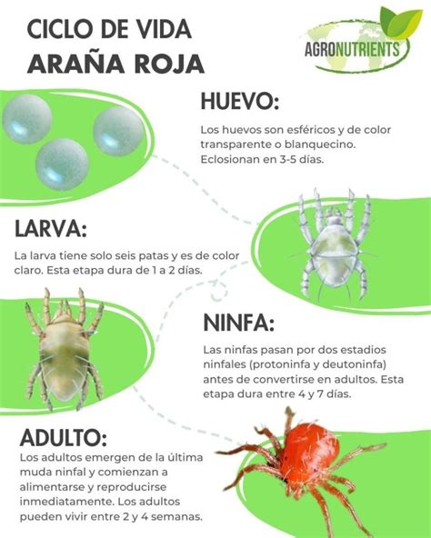 Esquema del ciclo de vida de la araña roja