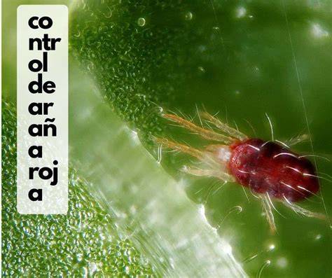 Gráfico de monitoreo de población de araña roja