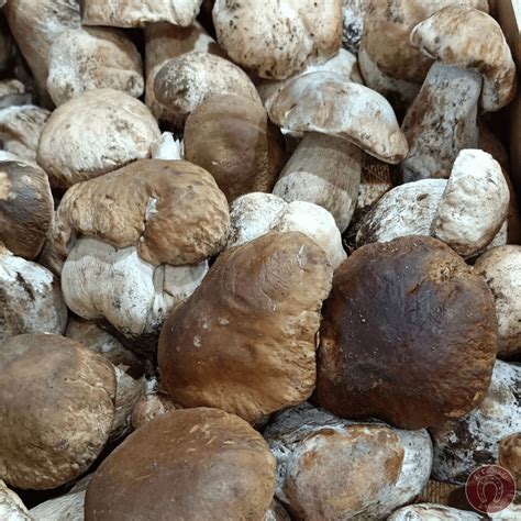 Boletus edulis frescos