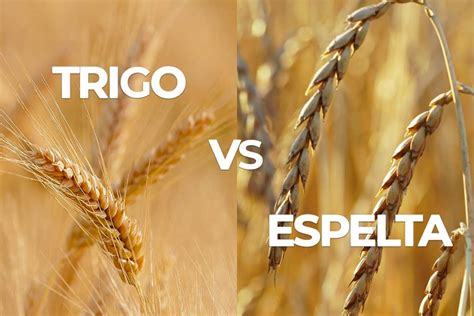 Comparativa nutricional entre espelta y trigo