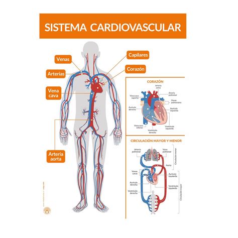Esquema del sistema cardiovascular