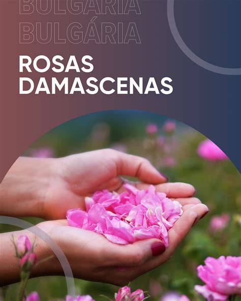 Campo de rosas damascenas en Bulgaria