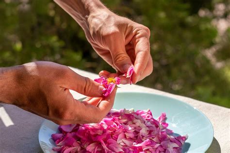 Proceso de destilación de pétalos de rosa para obtener hidrolato