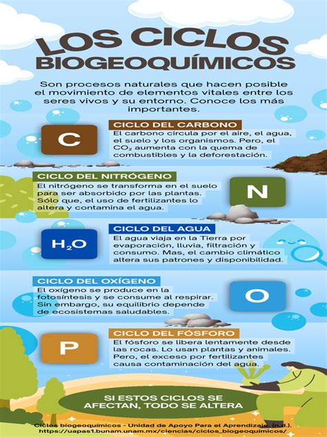 Infografía de los ciclos de fermentación