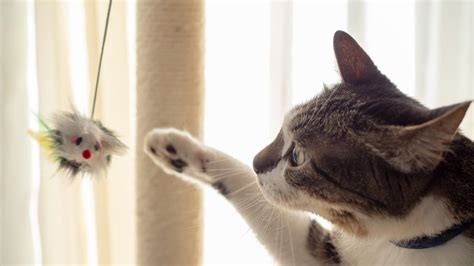 gato jugando con un juguete tipo caña de pescar