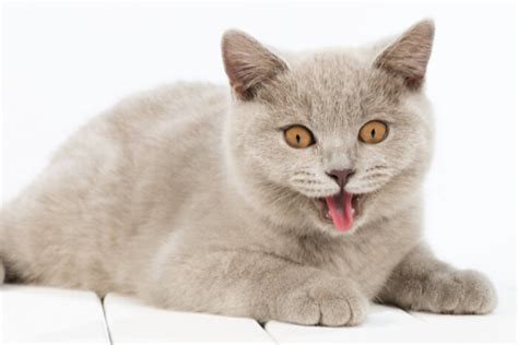 gato jadeando en un día caluroso