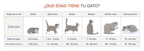 tabla comparativa de edad de gato a edad humana