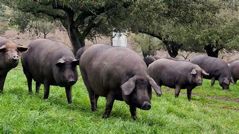 Cerdos ibéricos en dehesa