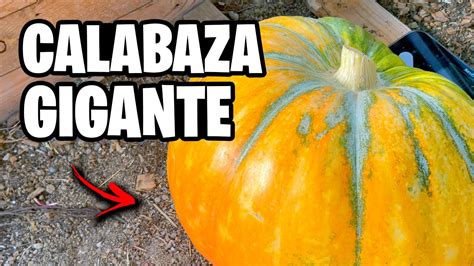 Calabaza gigante en un campo