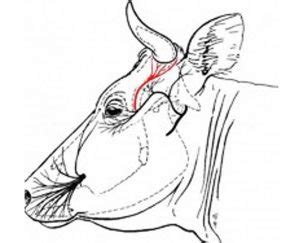 Anatomía del nervio cornual en bovinos