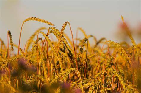 Campo de espelta en crecimiento