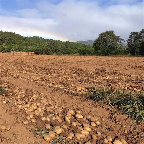 Campo de patatas en Xinzo de Limia