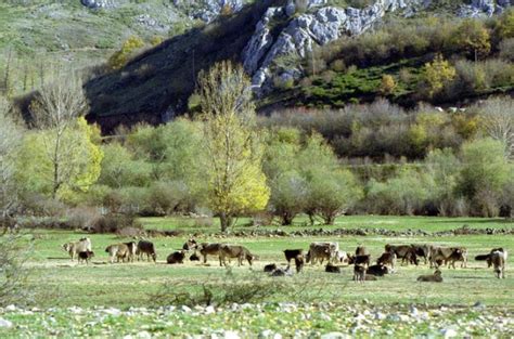 Bueyes pastando en los Valles del Esla, León