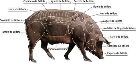 Esquema de las partes de la pierna de cerdo ibérico