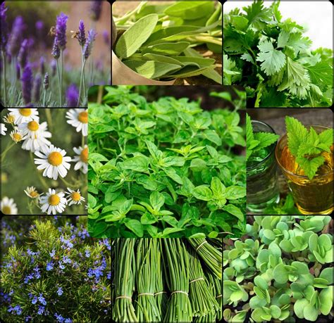 Variedad de hierbas aromáticas