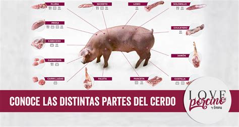 Esquema de las partes del cerdo de donde se extrae la manteca