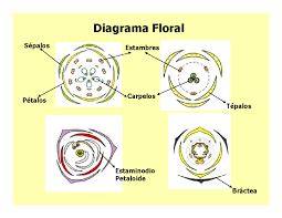 Diagrama floral de una leguminosa