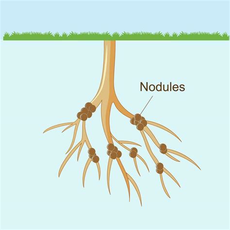 Nódulos en las raíces de una planta leguminosa