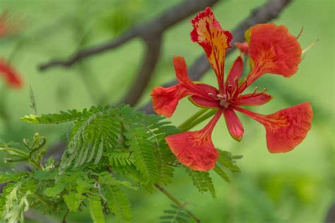 Ejemplos de flores de Caesalpinioideae