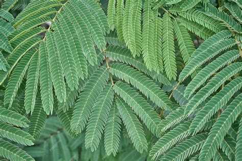 Hoja compuesta de Albizia julibrissin (Mimosoideae)