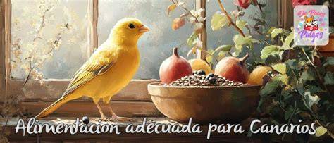 Canario comiendo verduras