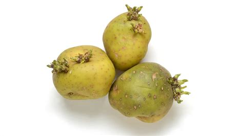 Patatas verdes con brotes