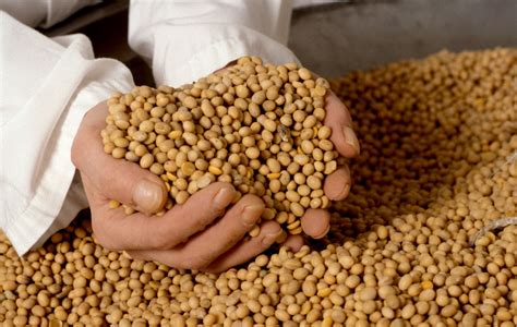 soja en grano y procesada