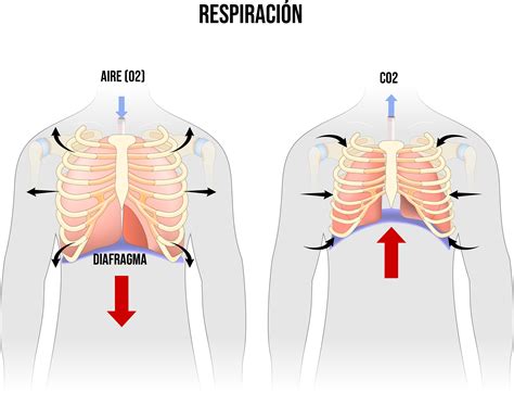 Diagrama de la respiración diafragmática