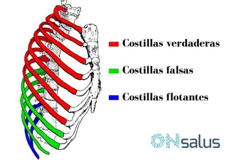 Ilustración de las costillas flotantes