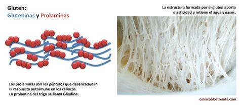 Estructura molecular del gluten en la masa de pan