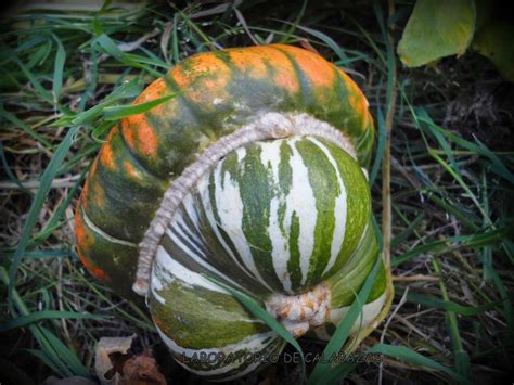 Jardín con calabazas Turbante Turco creciendo