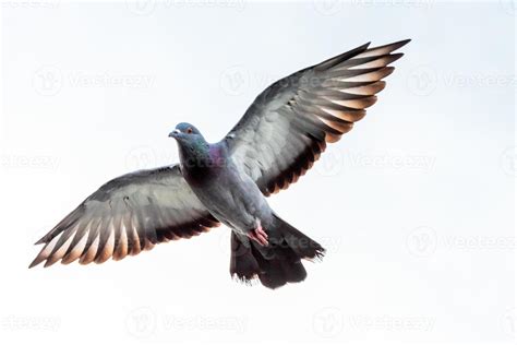 Una paloma volando sobre una mesa con un plato de sopa