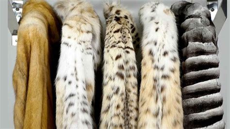 Tipos de pieles de animales para curtido