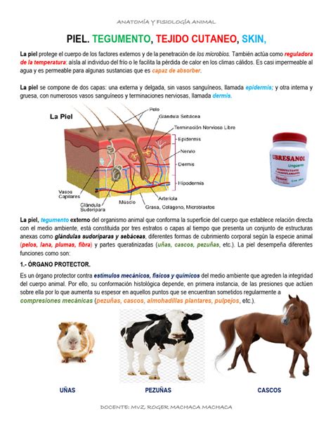 Anatomía de la piel animal para curtido