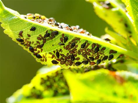 Imágenes de plagas comunes en zanahorias