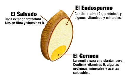 Diagrama de las partes de un grano entero