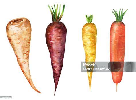 Ilustración: Variedades de zanahorias