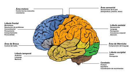 Ilustración de las diferentes áreas del cerebro afectadas por la epilepsia