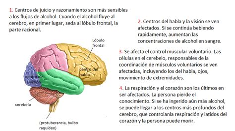 Gráfico de los efectos del alcohol en el cerebro