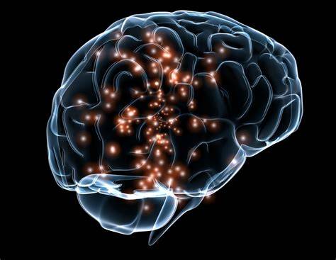 esquema de la activación cerebral producida por el consumo de cacao