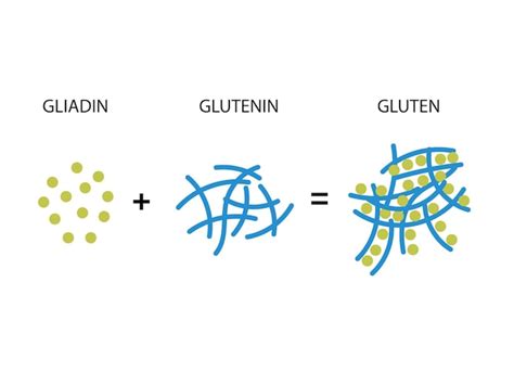 Formación de la red de gluten en la masa