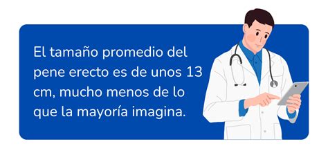 Dimensiones promedio del pene en erección