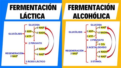 Esquema del proceso de fermentación láctica