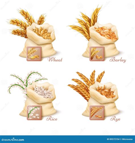 Ilustración de granos de cebada y arroz